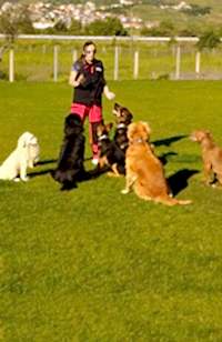 Grande Sole Dog Resort eğitim alanı