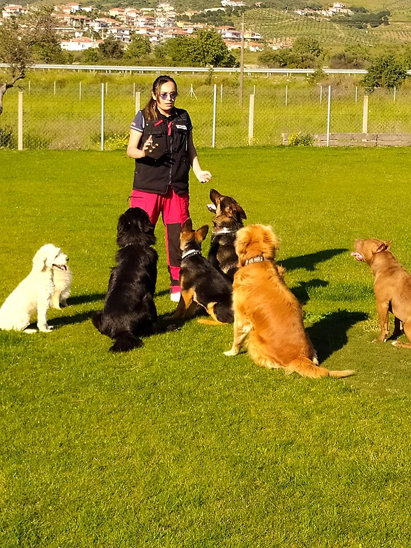 Grande Sole Dog Resort köpek eğitimi