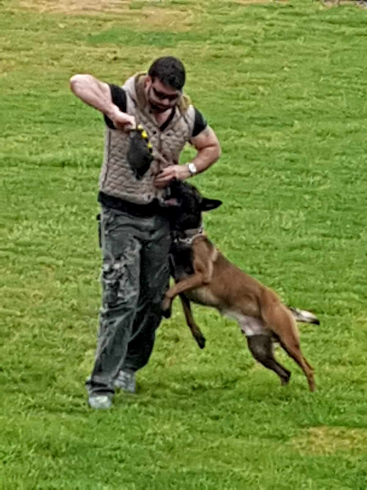 Bakı köpek eğitim merkezi
