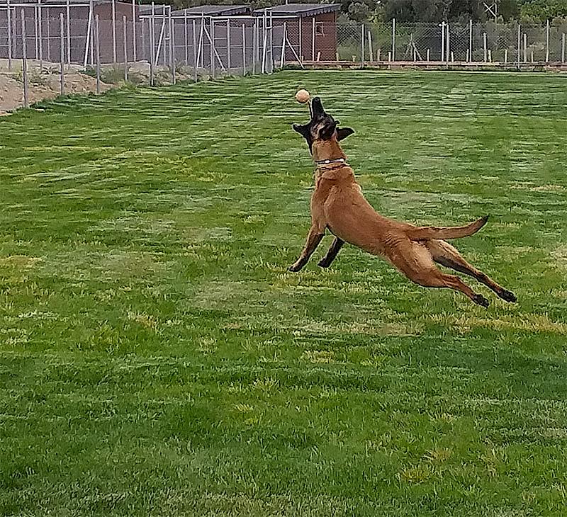 Bakı köpek eğitimi Grande Sole Dog Resort