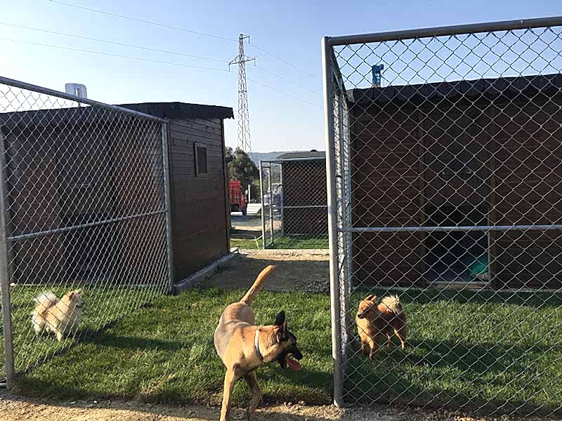 Köpek oteli özel konaklama bölümü