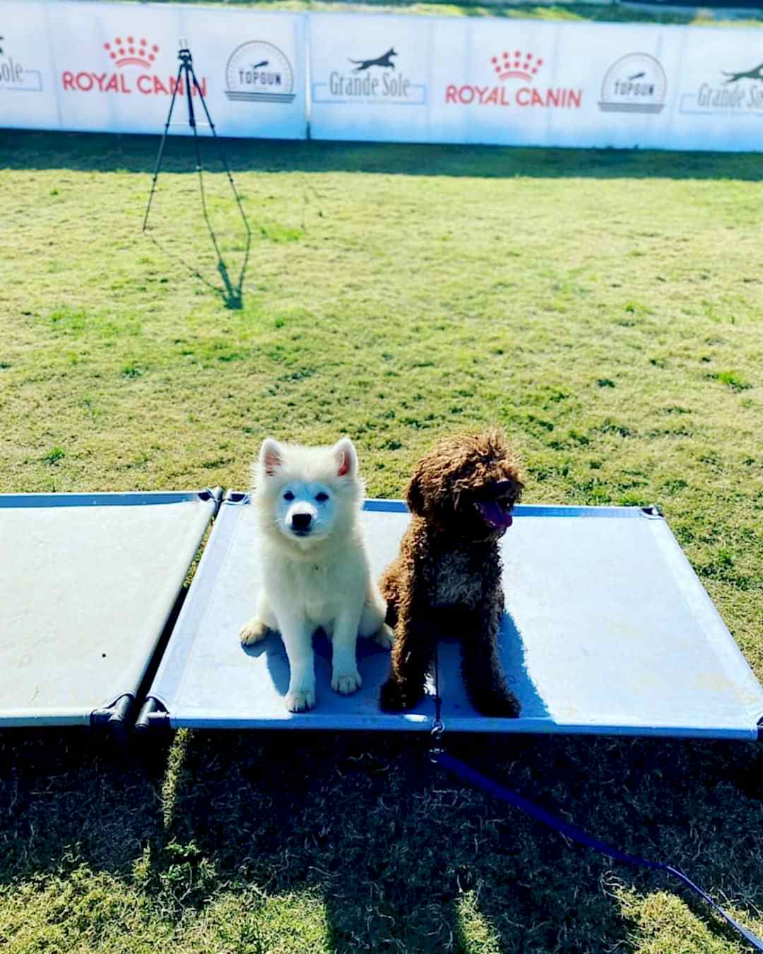 Grande Sole Dog Resort köpek yaşam alanı
